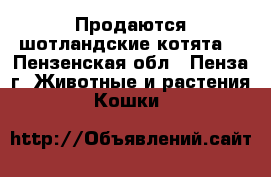 Продаются шотландские котята. - Пензенская обл., Пенза г. Животные и растения » Кошки   